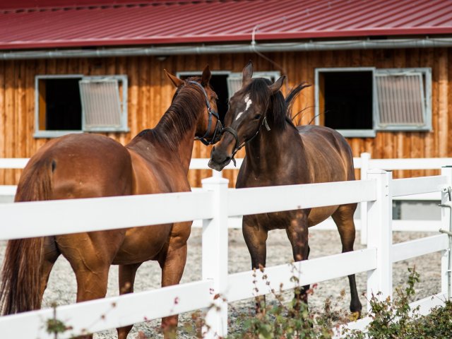 Vitality stables